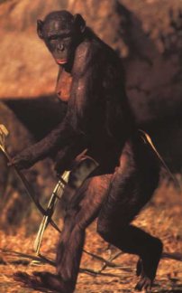 Pygmy Chimpanzee