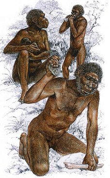 Homo Habilis