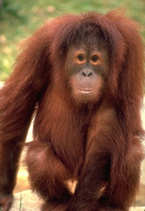 Orangutan
