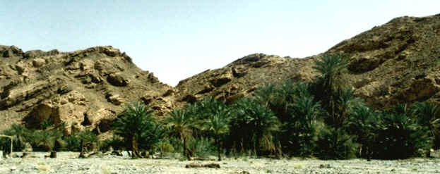 Elim Oasis